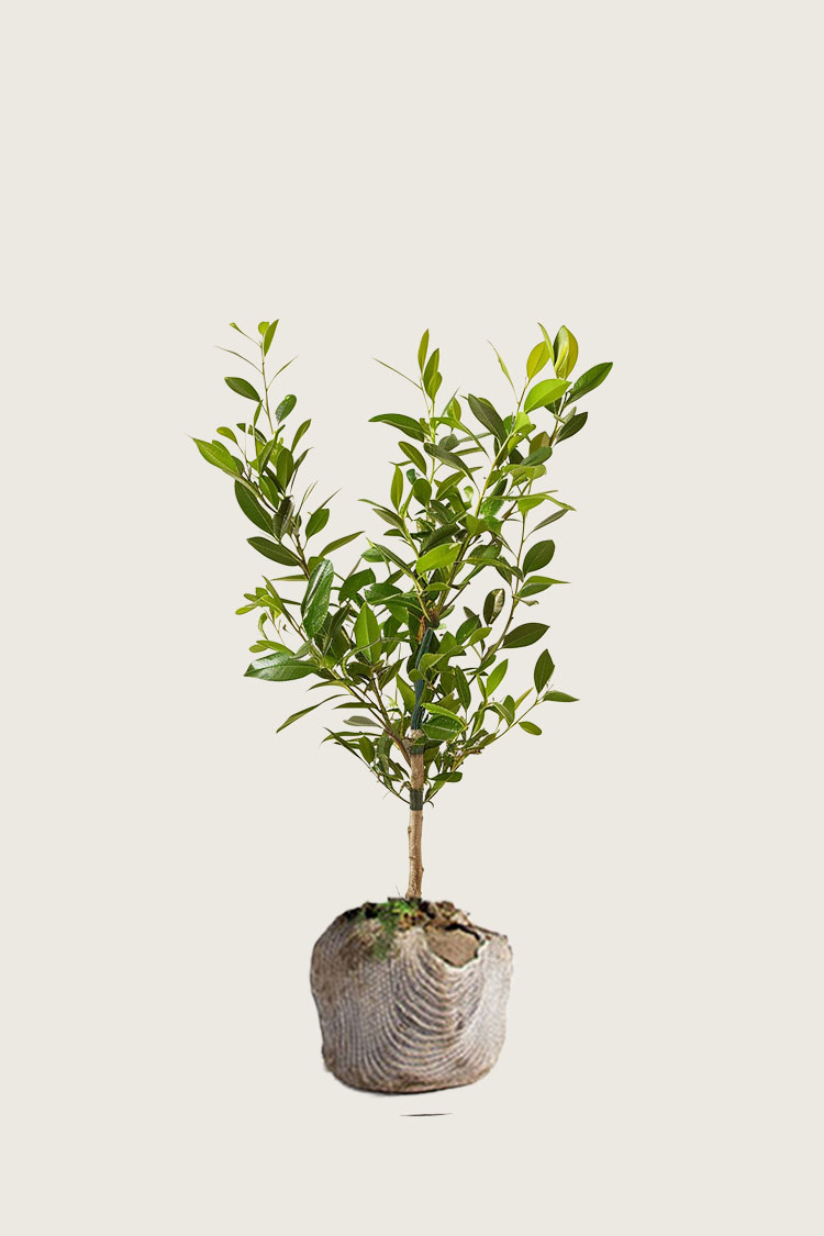 Lagerhägg Etna rotklump