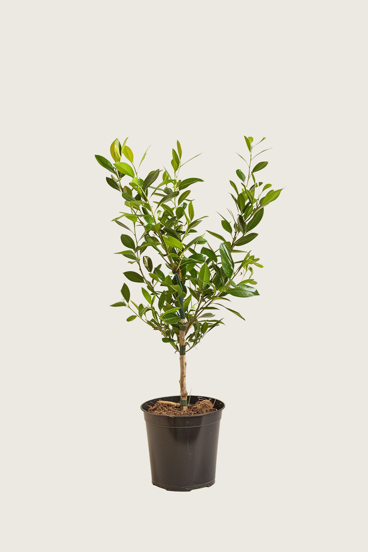 Lagerhägg Etna kruka