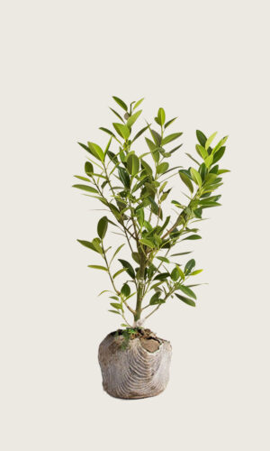 Lagerhägg Etna rotklump