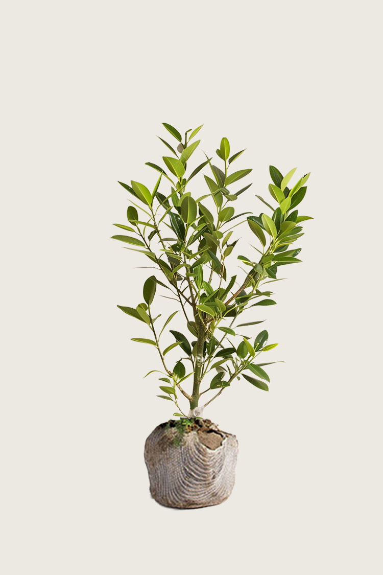 Lagerhägg Etna rotklump