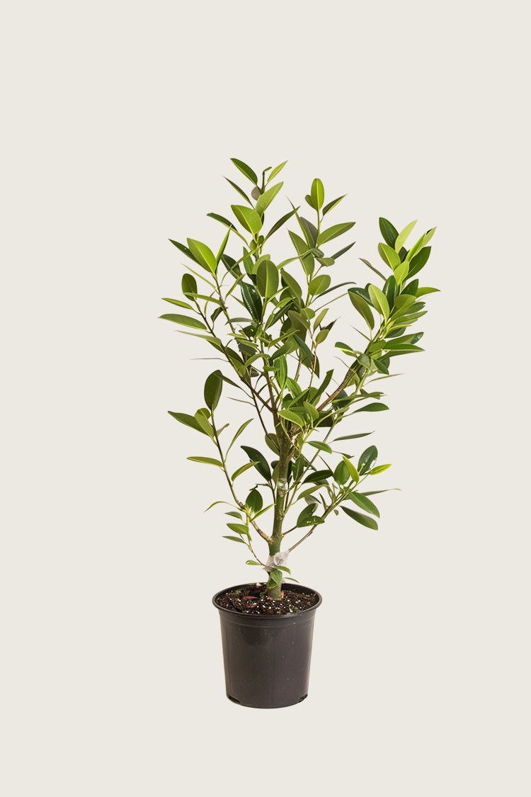 Lagerhägg Etna kruka