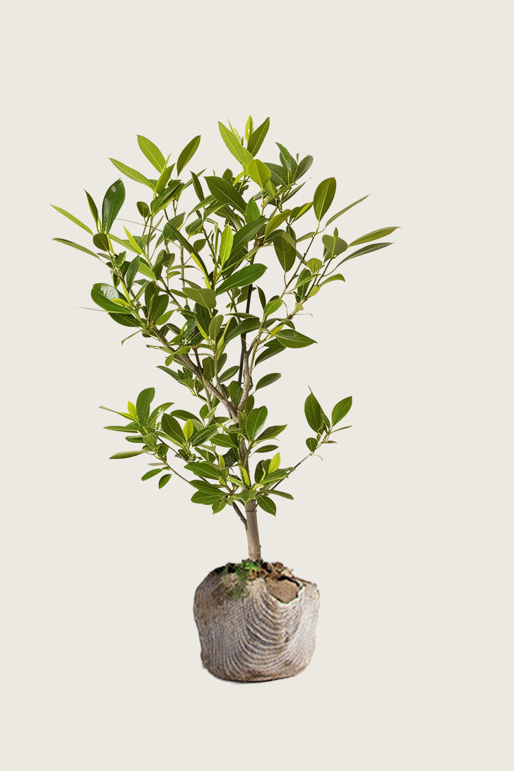 Lagerhägg Etna rotklump