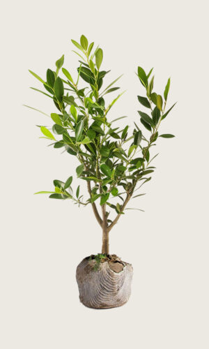 Lagerhägg Etna rotklump