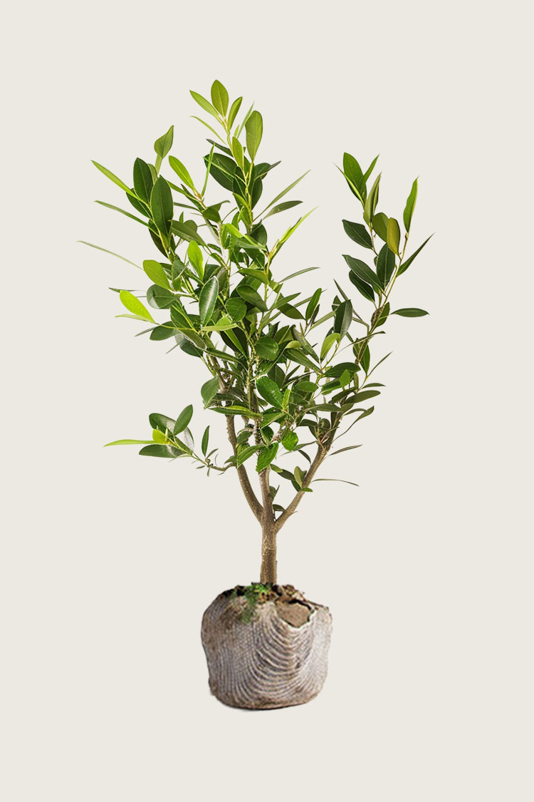 Lagerhägg Etna rotklump