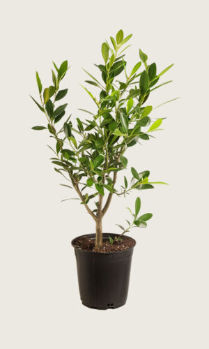 Lagerhägg Etna kruka