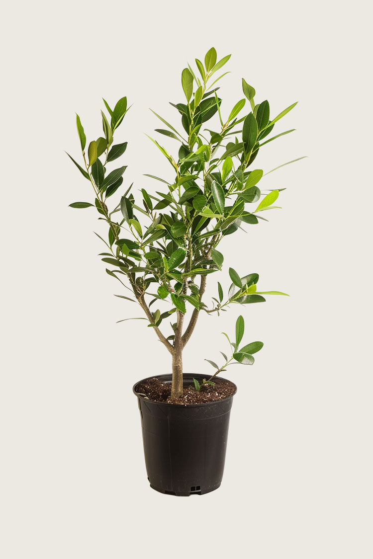 Lagerhägg Etna kruka