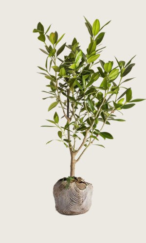 Lagerhägg Etna rotklump