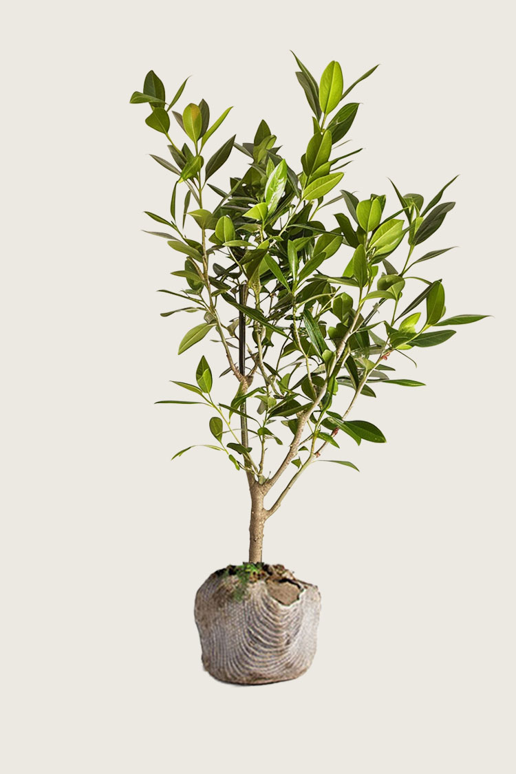 Lagerhägg Etna rotklump