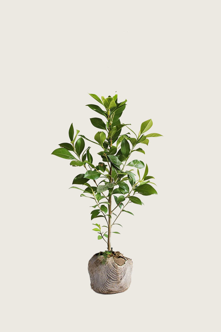 Lagerhägg Genolia rotklump