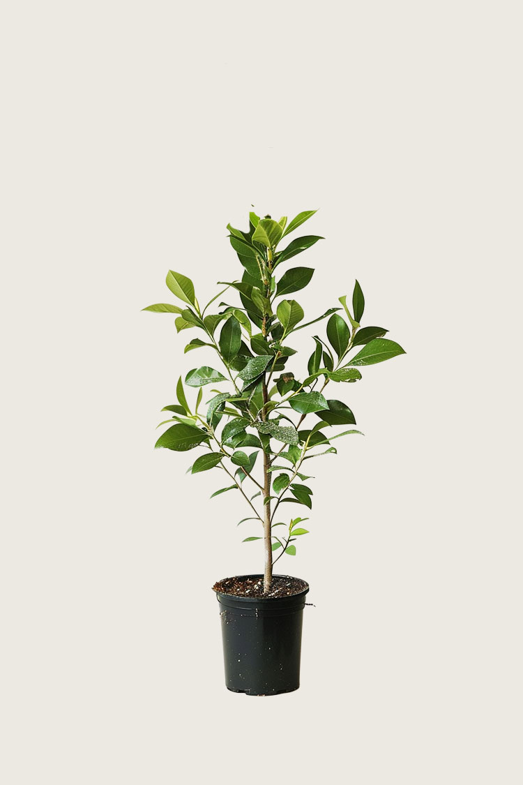 Lagerhägg Genolia kruka