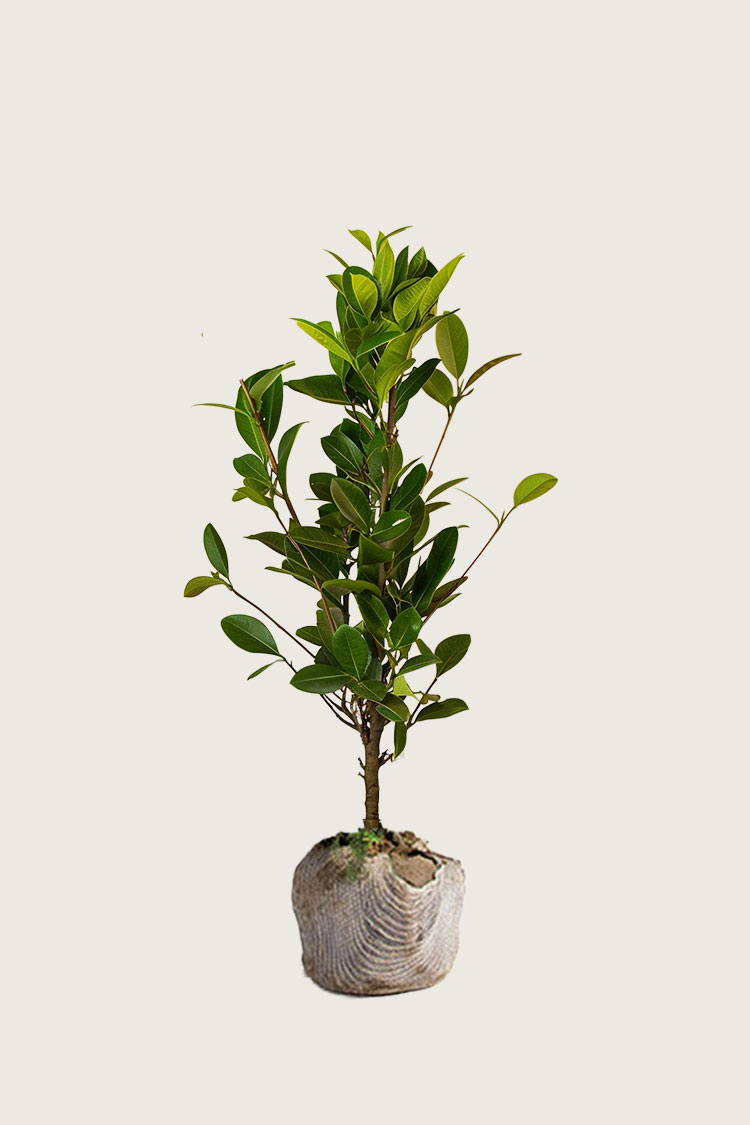 Lagerhägg Genolia rotklump