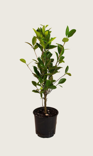 Lagerhägg Genolia kruka