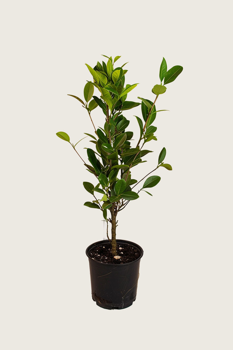 Lagerhägg Genolia kruka