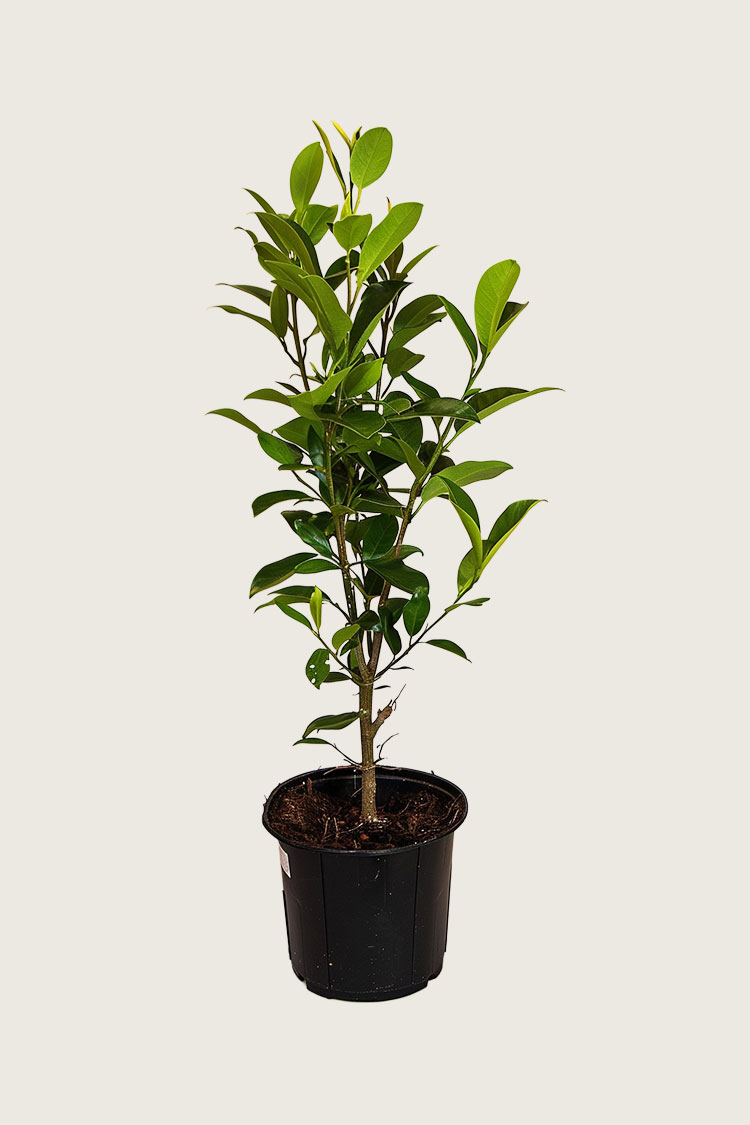 Lagerhägg Genolia kruka