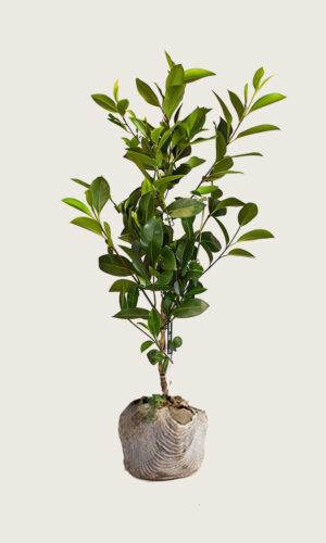 Lagerhägg Genolia rotklump