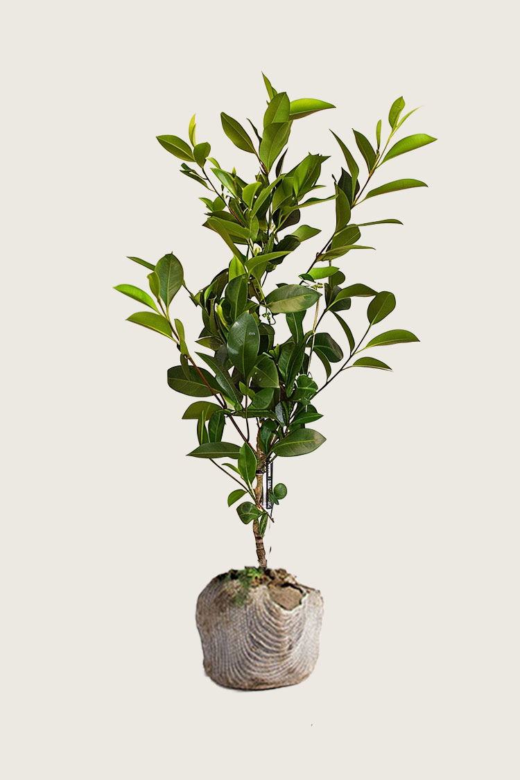 Lagerhägg Genolia rotklump