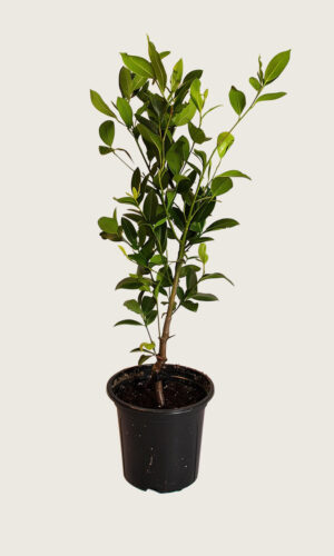 Lagerhägg Genolia kruka