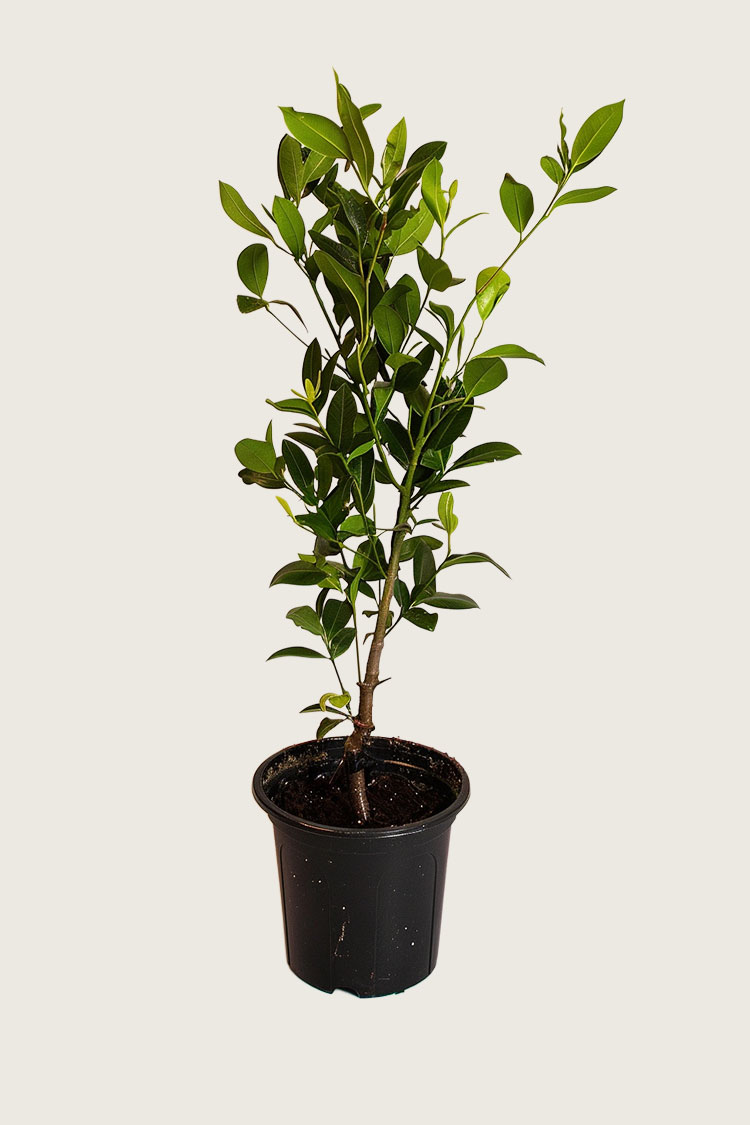 Lagerhägg Genolia kruka