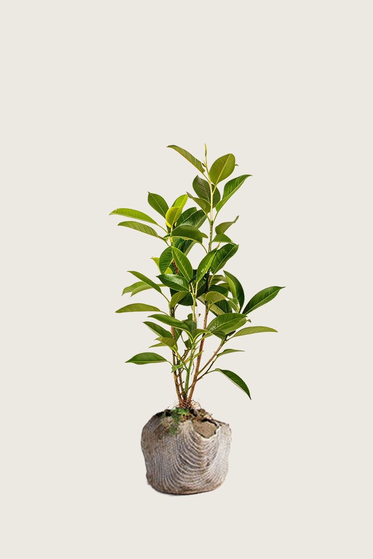 Lagerhägg Novita rotklump