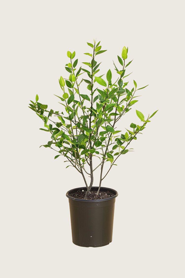 Lagerhägg Novita kruka