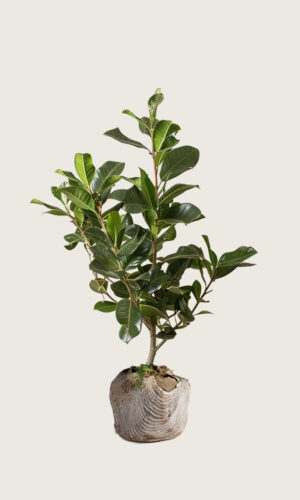 Lagerhägg Novita rotklump