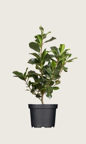 Lagerhägg Novita kruka