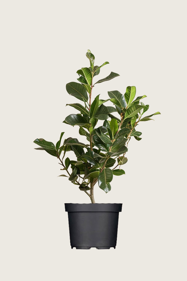 Lagerhägg Novita kruka