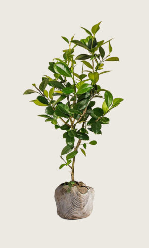 Lagerhägg Novita rotklump