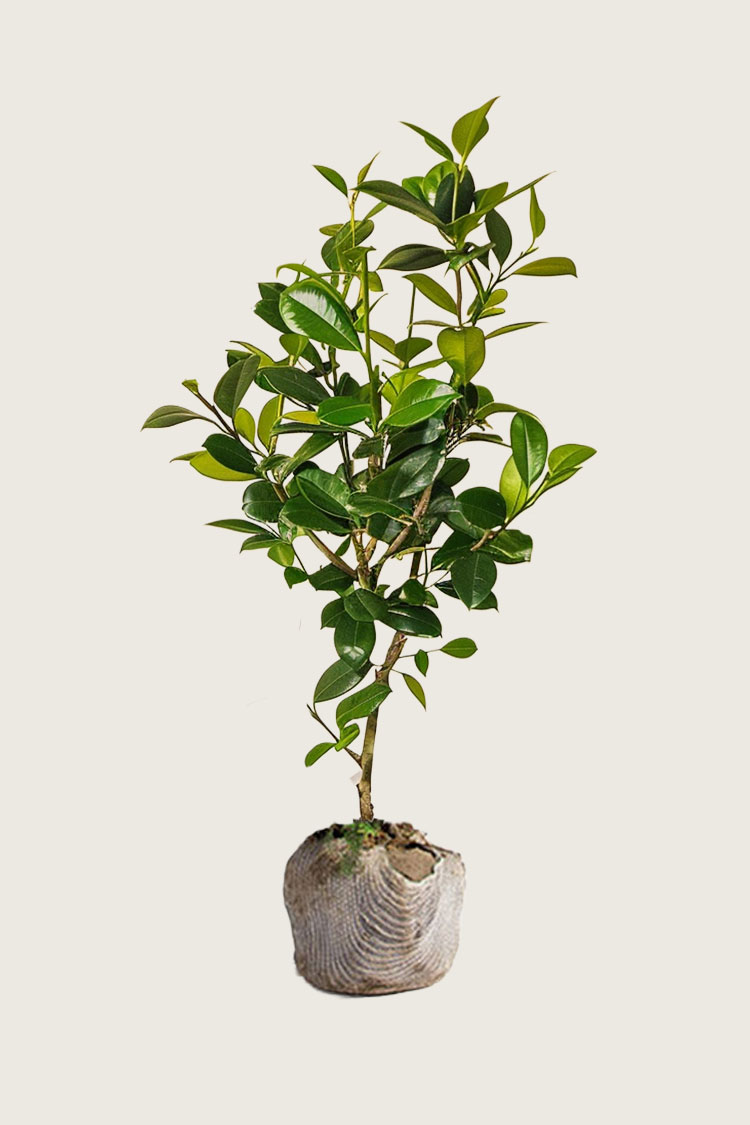 Lagerhägg Novita rotklump