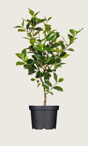 Lagerhägg Novita kruka