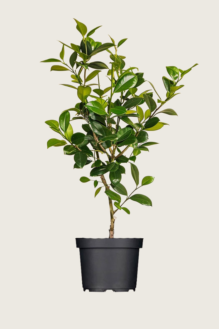 Lagerhägg Novita kruka