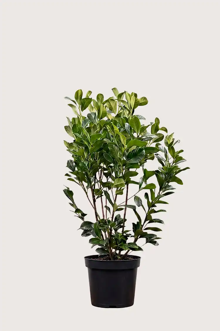 Lagerhägg Etna häck Budgetpack i kruka 120-160cm - Ger omedelbar insynsskydd