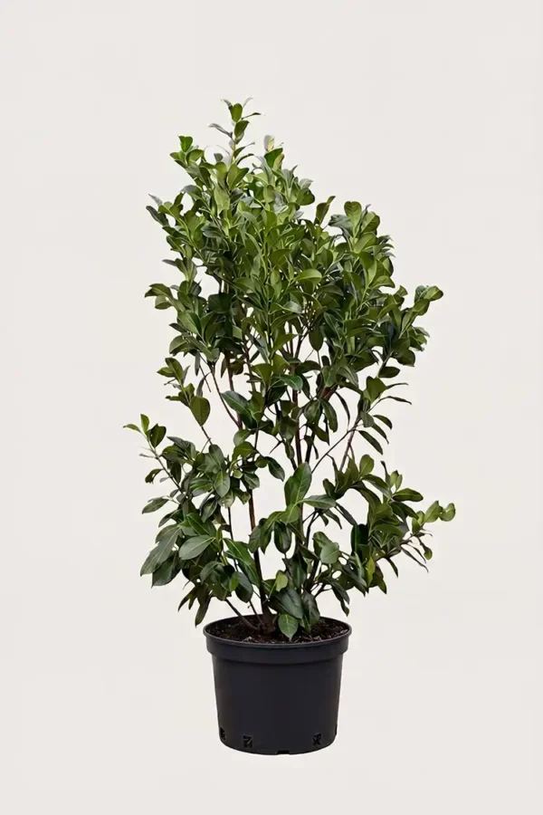 Lagerhägg Etna häck Budgetpack i kruka 160-200cm - Ger omedelbar insynsskydd
