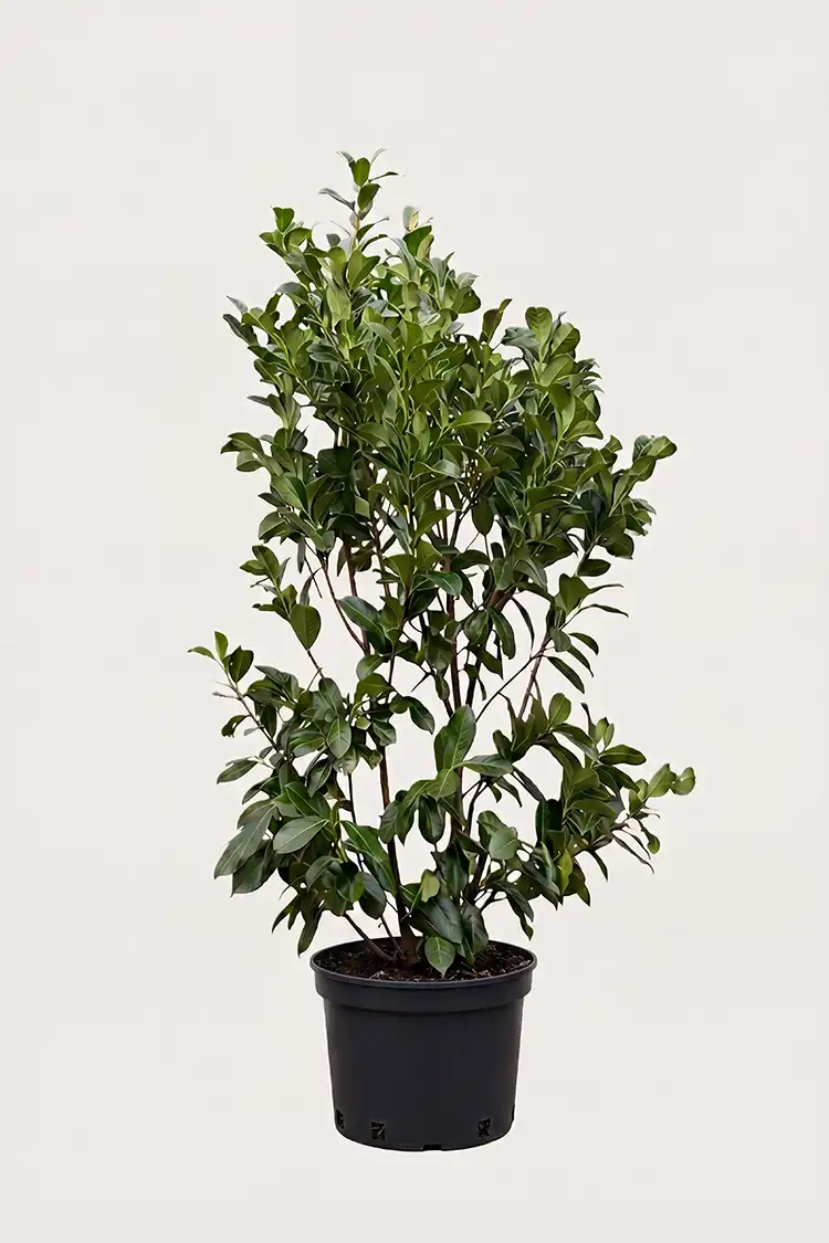 Lagerhägg Etna häck Budgetpack i kruka 160-200cm - Ger omedelbar insynsskydd