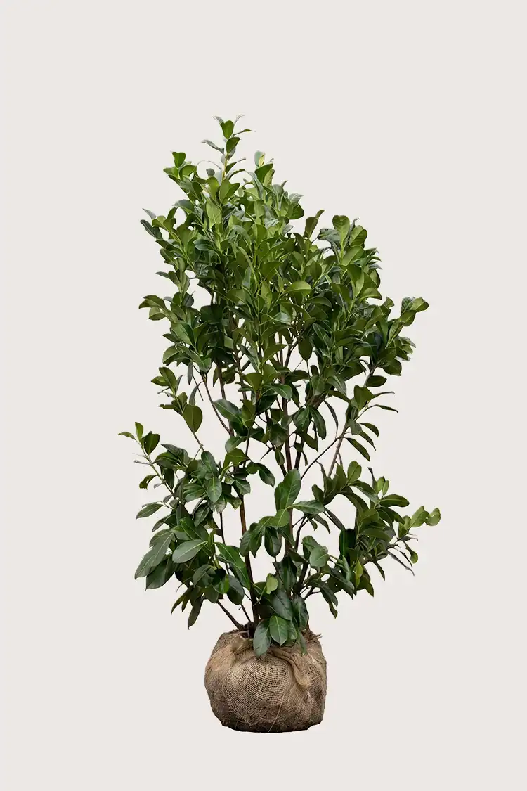 Lagerhägg Etna häck Budgetpack med rotklump 160-200cm - Ger omedelbar insynsskydd
