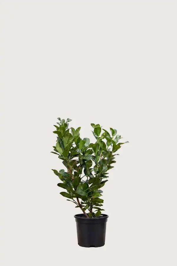 Lagerhägg Etna häck Budgetpack i kruka 40-80cm - Ger omedelbar insynsskydd