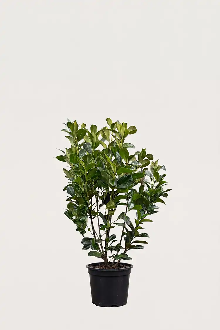 Lagerhägg Etna häck Budgetpack i kruka 80-120cm - Ger omedelbar insynsskydd