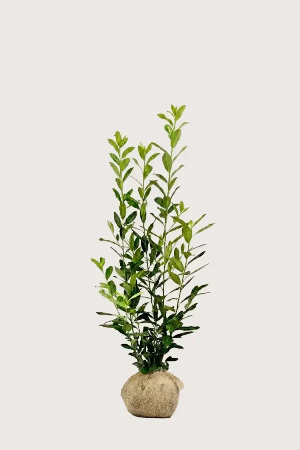 Lagerhägg Elly häck Budgetpack med rotklump 120-160cm - Ger omedelbar insynsskydd