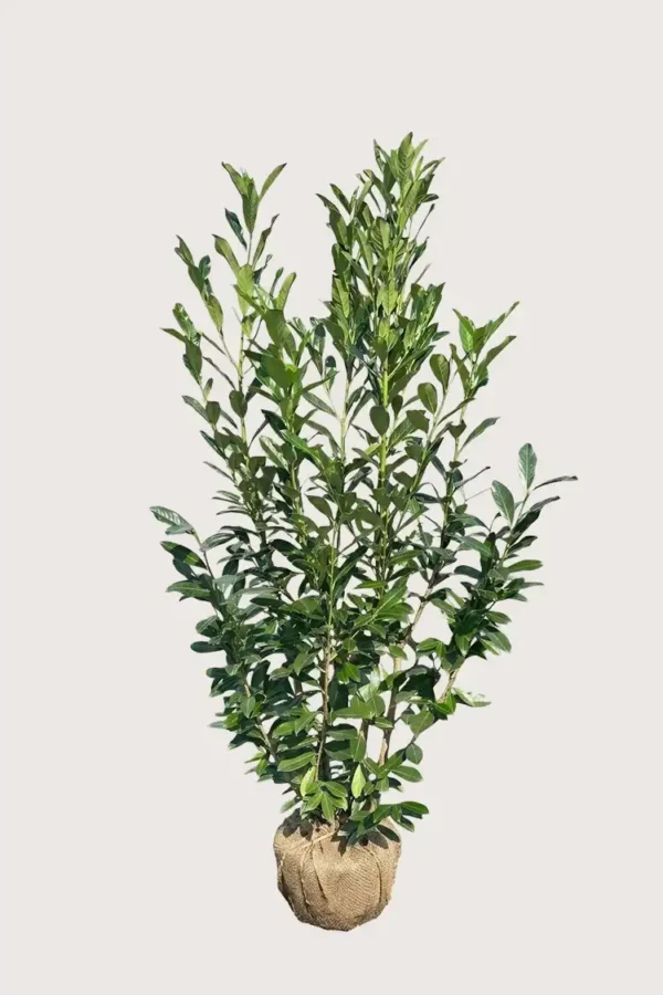 Lagerhägg Elly häck Budgetpack med rotklump 160-200cm - Ger omedelbar insynsskydd
