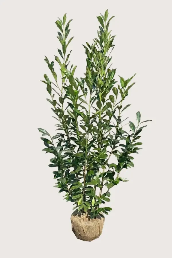 Lagerhägg Elly häck Budgetpack med rotklump 200-240cm - Ger omedelbar insynsskydd