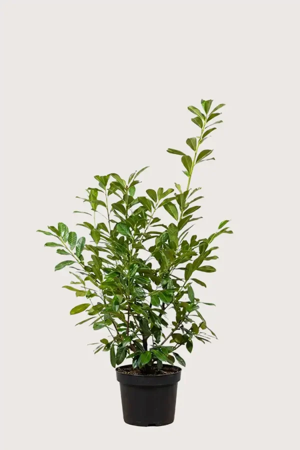 Lagerhägg Novita häck Budgetpack i kruka 120-160cm - Ger omedelbar insynsskydd