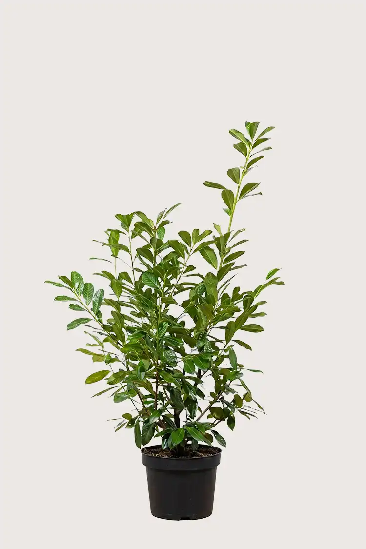 Lagerhägg Novita häck Budgetpack i kruka 120-160cm - Ger omedelbar insynsskydd