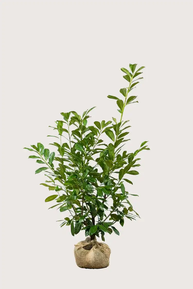 Lagerhägg Novita häck Budgetpack med rotklump 120-160cm - Ger omedelbar insynsskydd