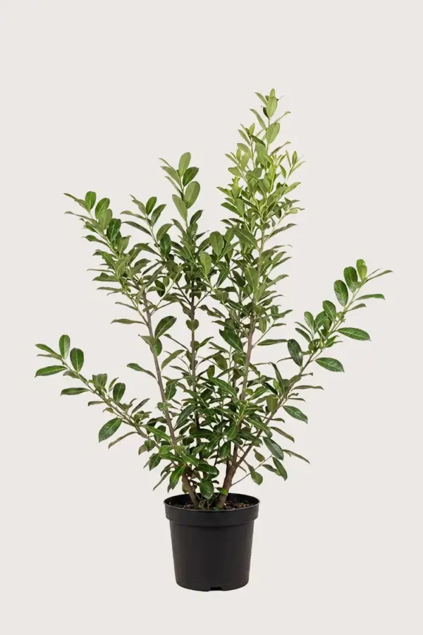 Lagerhägg Novita häck Budgetpack i kruka 160-200cm - Ger omedelbar insynsskydd