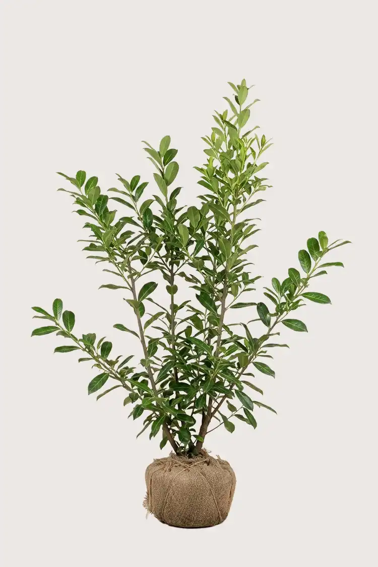 Lagerhägg Novita häck Budgetpack med rotklump 160-200cm - Ger omedelbar insynsskydd