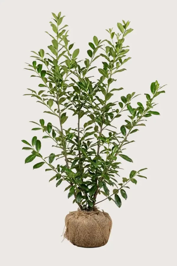 Lagerhägg Novita häck Budgetpack med rotklump 200-240cm - Ger omedelbar insynsskydd