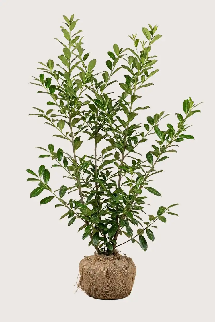 Lagerhägg Novita häck Budgetpack med rotklump 200-240cm - Ger omedelbar insynsskydd