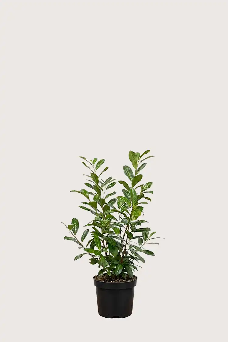 Lagerhägg Novita häck Budgetpack i kruka 40-80cm - Ger omedelbar insynsskydd