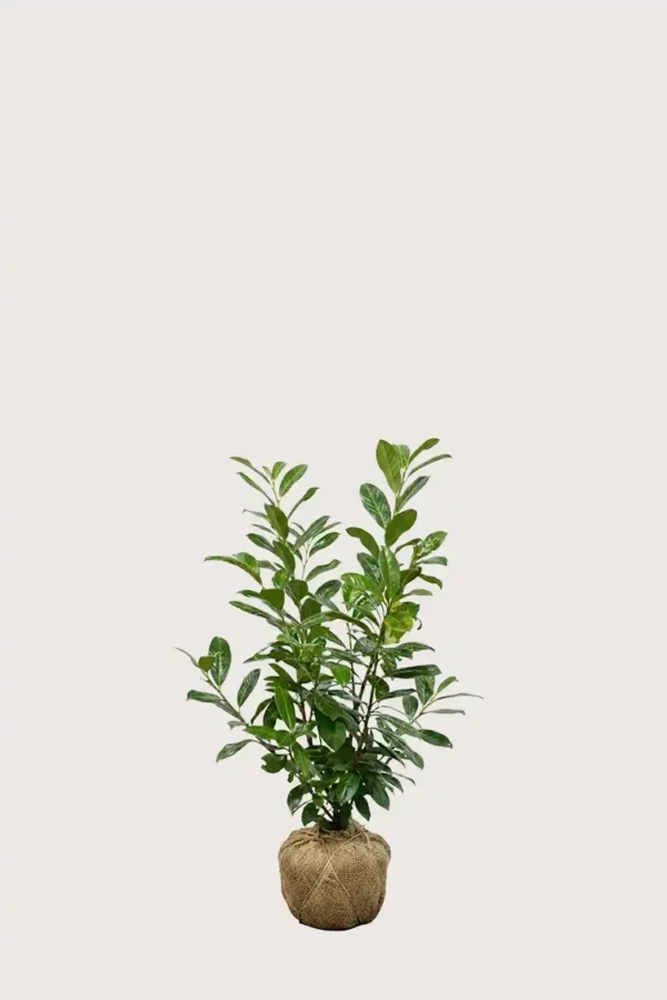 Lagerhägg Novita häck Budgetpack med rotklump 40-80cm - Ger omedelbar insynsskydd