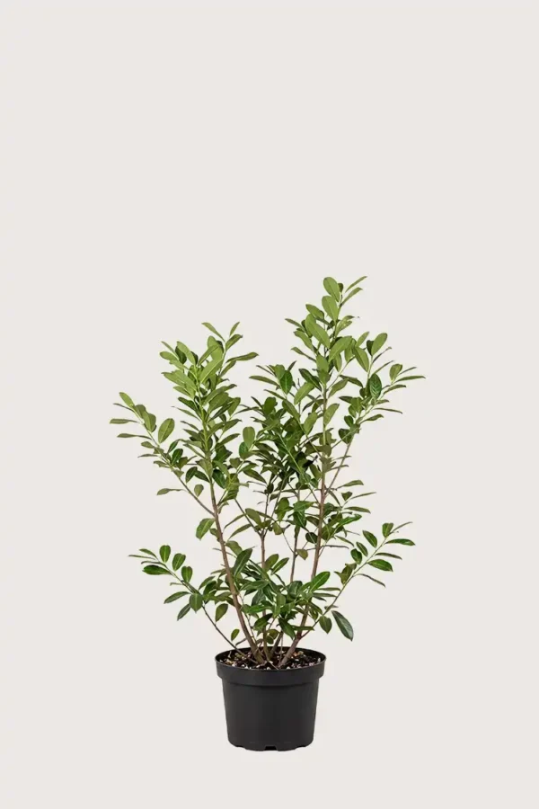 Lagerhägg Novita häck Budgetpack i kruka 80-120cm - Ger omedelbar insynsskydd